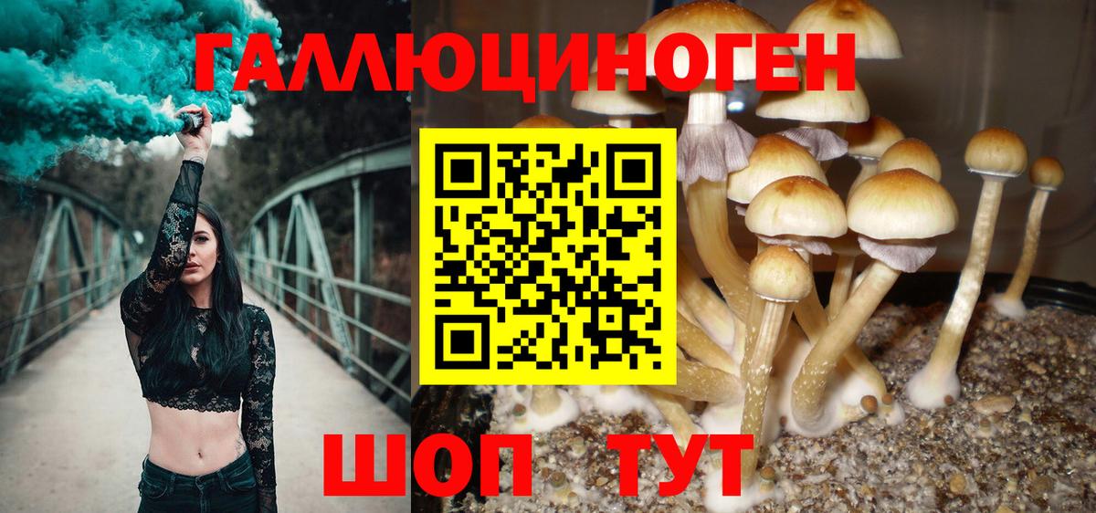 Псилоцибиновые грибы Psilocybe  Вход с VPN  Чусовой 